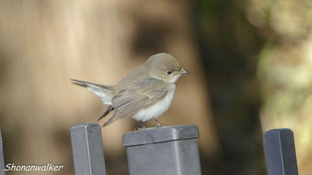 2026年1月冬 プチ遠征　茶目な ニシオジロビタキ その3