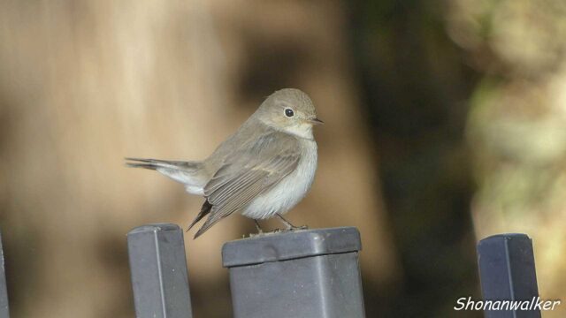 2026年1月冬 プチ遠征　茶目な ニシオジロビタキ その4