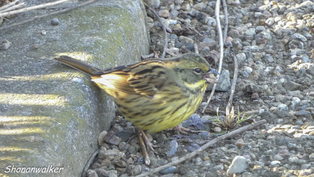 散歩道 2026年1月冬 道端で採餌するアオジ その3