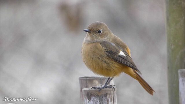 2026年1月冬 ジョウビタキ雌 水辺エリア その3
