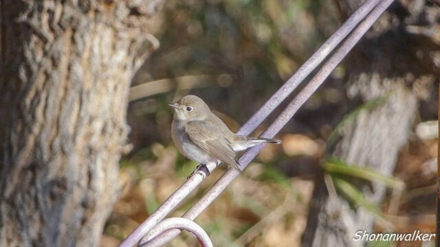 2026年1月冬 プチ遠征　ニシオジロビタキ その3