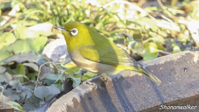 散歩道 2026年1月冬 水場のメジロ その3