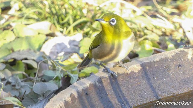 散歩道 2026年1月冬 水場のメジロ