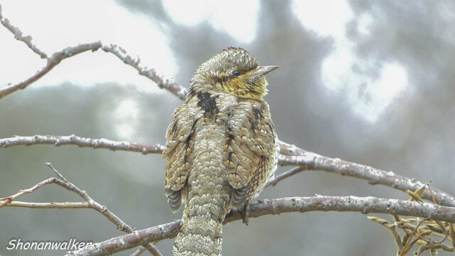 2026年1月冬 散歩道ノのんびりアリスイ その2