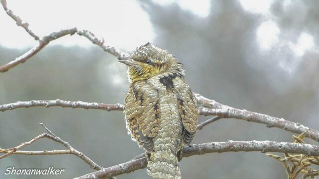2026年1月冬 散歩道ノのんびりアリスイ その3