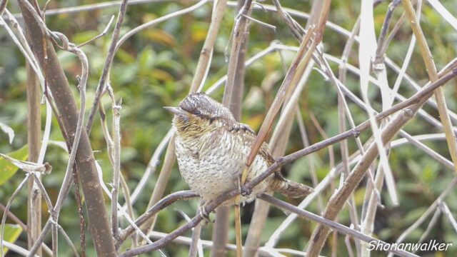 2026年1月冬 散歩道ののんびりアリスイ
