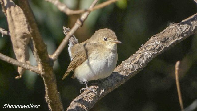 2026年1月冬 プチ遠征　茶目な ニシオジロビタキ その6