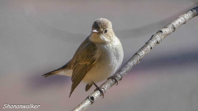 2026年1月冬 プチ遠征　茶目な ニシオジロビタキ その5