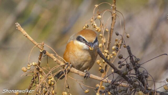 散歩道 2026年1月冬 エリアE　ハゼノキの実を食餌する雄モズ その2