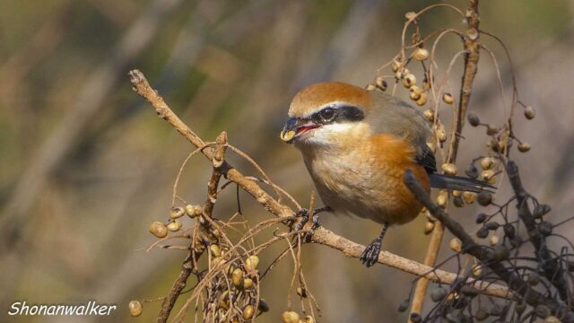 散歩道 2026年1月冬 エリアE　ハゼノキの実を食餌する雄モズ