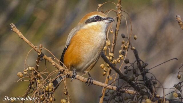 散歩道 2026年1月冬 エリアE　ハゼノキの実と雄モズ その2