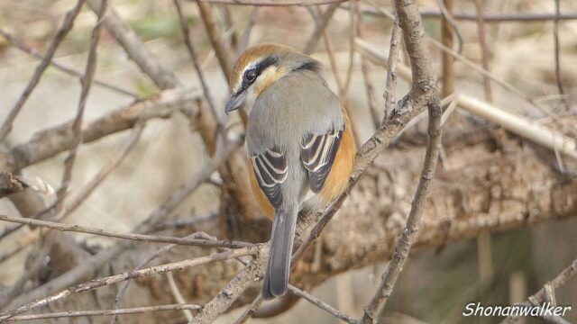 散歩道 2026年1月冬 エリアEの雄モズ 