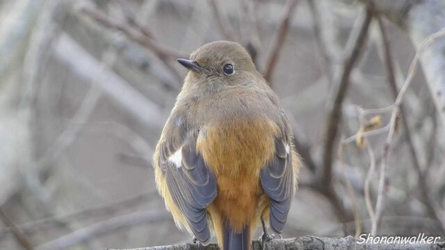 2026年1月冬 ジョウビタキ雌 水辺エリア その5