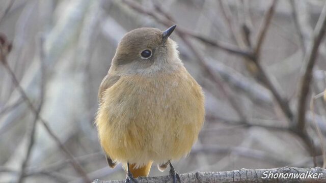 2026年1月冬 ジョウビタキ雌 水辺エリア その4