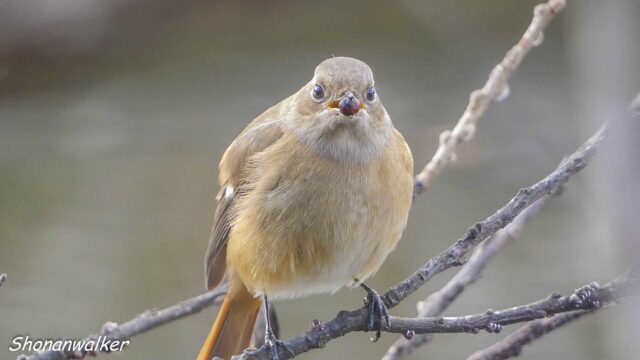 2026年1月冬 パクパク　ジョウビタキ その3
