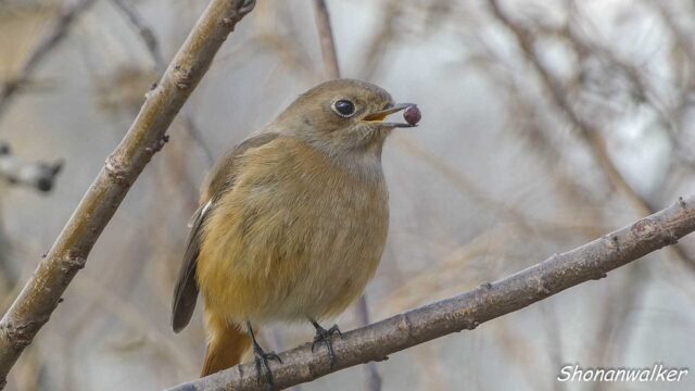 2026年1月冬 パクパク　ジョウビタキ その2