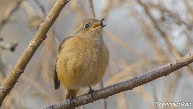 2026年1月冬 パクパク　ジョウビタキ その4
