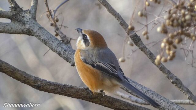 散歩道 2026年1月冬 エリアE　ハゼノキの実と雄モズ