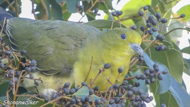 散歩道 2026年1月中旬 アオバト 採餌の後は何処へ行くのか