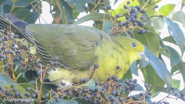散歩道 2026年1月中旬 アオバト 採餌の後は何処へ行くのか その2