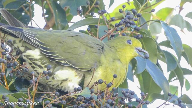 散歩道 2026年1月中旬 採餌に忙しいアオバト