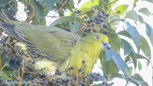 散歩道 2026年1月中旬 採餌に忙しいアオバト その2