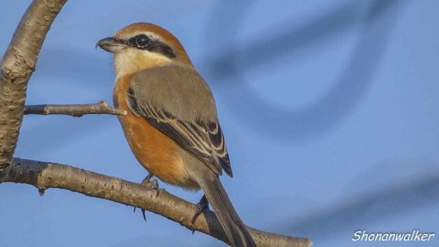 散歩道 2026年1月冬 エリアEの雄モズ その2