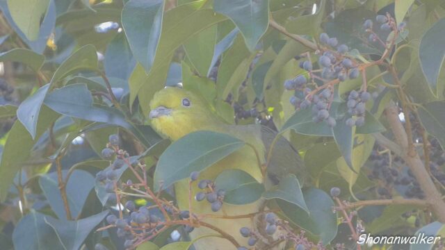 散歩道 2026年1月中旬 剽軽そうなアオバト