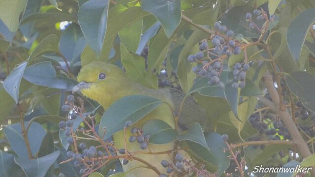 散歩道 2026年1月中旬 剽軽そうなアオバト その2