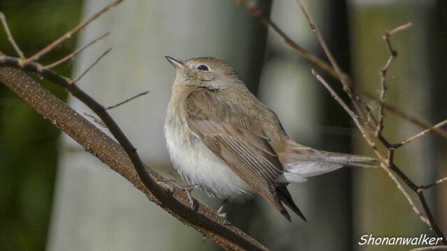 2026年1月冬 プチ遠征　茶目な ニシオジロビタキ その8