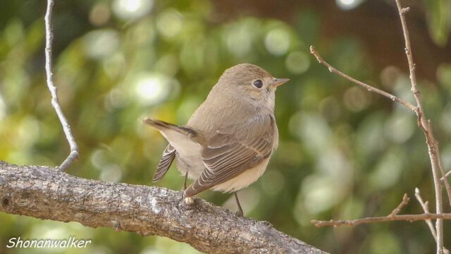 2026年1月冬 プチ遠征　茶目な ニシオジロビタキ その11