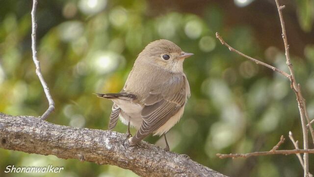 2026年1月冬 プチ遠征　茶目な ニシオジロビタキ その10
