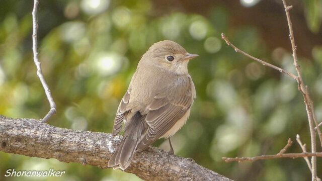 2026年1月冬 プチ遠征　茶目な ニシオジロビタキ その12