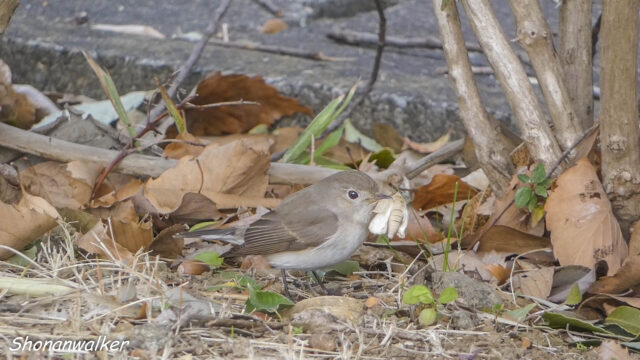 2026年1月冬 白い蛾を捕獲したニシオジロビタキ