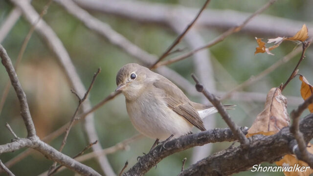 2026年1月冬 プチ遠征 茶目な ニシオジロビタキ その13