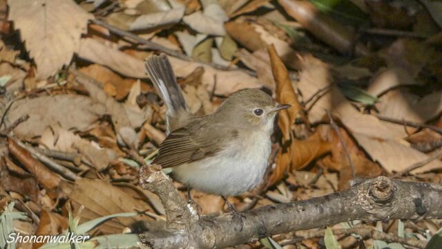 2026年1月冬 プチ遠征 観察記録 ニシオジロビタキ その2