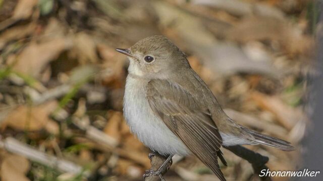 2026年1月冬 プチ遠征 観察記録 ニシオジロビタキ その3