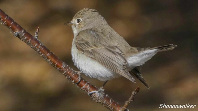 2026年1月冬 プチ遠征 観察記録 ニシオジロビタキ