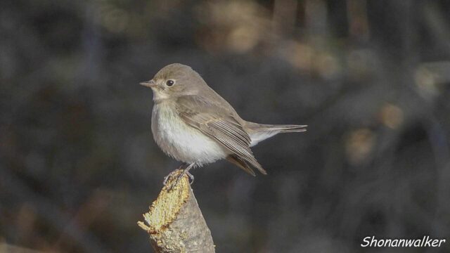 2026年1月冬 プチ遠征　茶目な ニシオジロビタキ その14