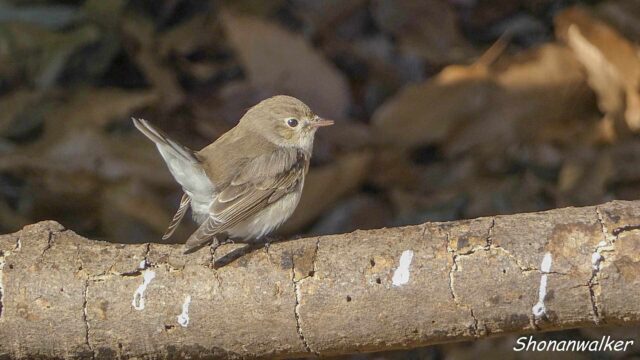 2026年2月5日 ニシオジロビタキ 7