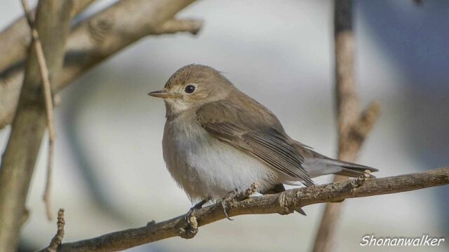 2026年2月5日 ニシオジロビタキ 6