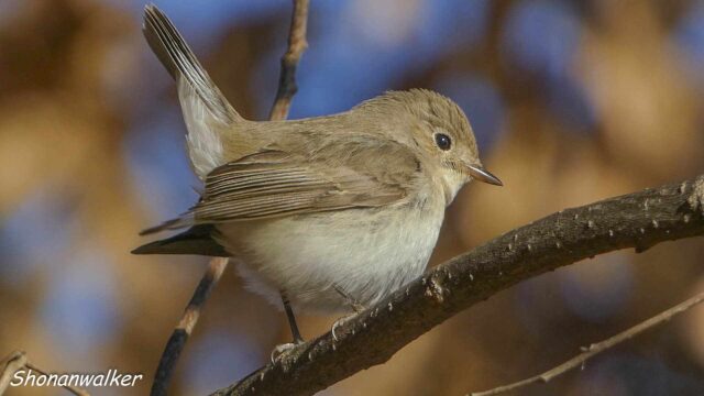 2026年2月冬 プチ遠征 茶目な ニシオジロビタキ その2