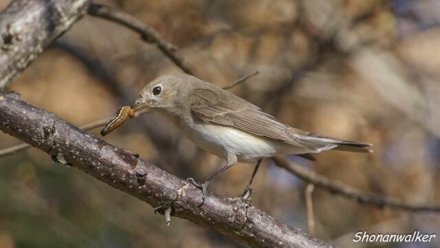 2026年2月冬 プチ遠征　虫取り ニシオジロビタキ