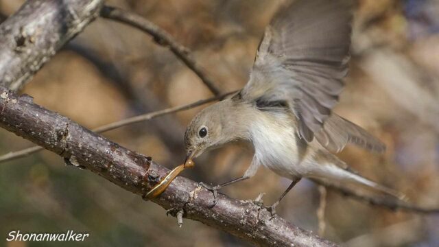 2026年2月冬 プチ遠征　虫取り ニシオジロビタキ その3