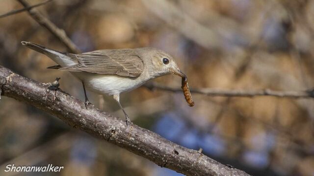 2026年2月冬 プチ遠征　虫取り ニシオジロビタキ その2
