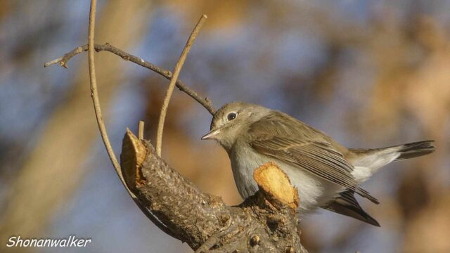 2026年2月冬 プチ遠征　捕食者 ニシオジロビタキ その2