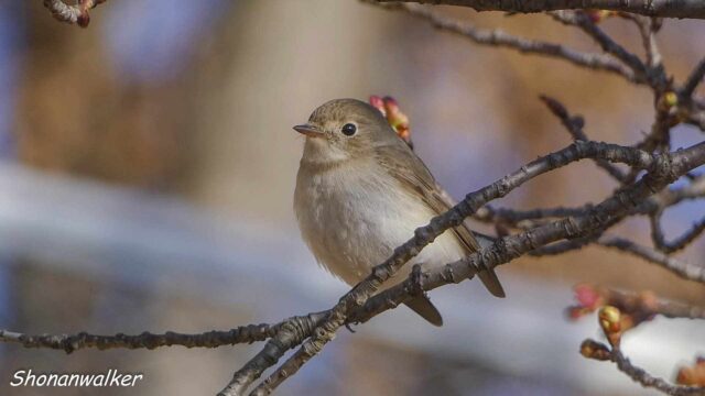 2026年2月冬 プチ遠征　茶目な ニシオジロビタキ