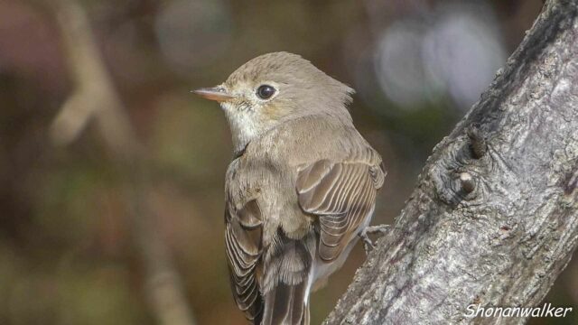 2026年2月冬 プチ遠征　捕食者 ニシオジロビタキ