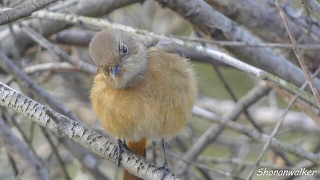 2026年2月 ジョウビタキ雌 水辺エリア