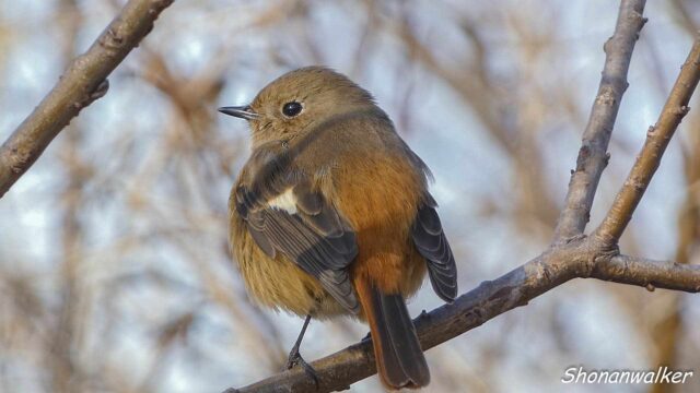 2026年2月冬 ジョウビタキ雌 水辺エリア